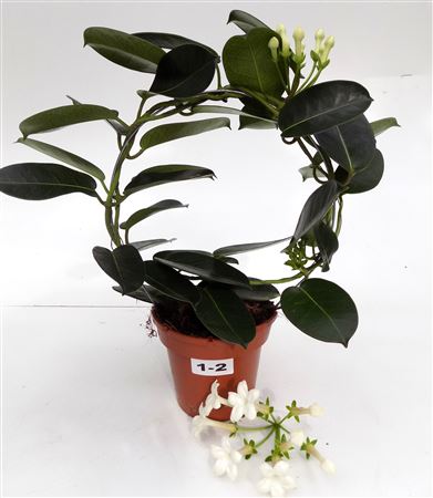 Stephanotis 1-2