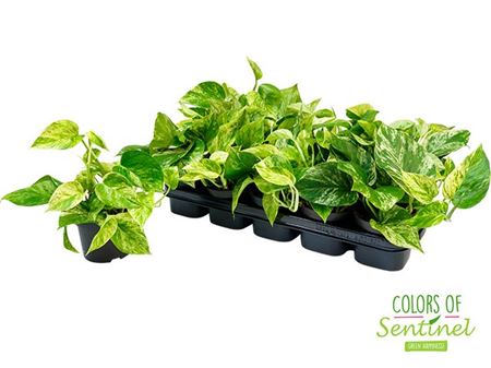 Epipremnum Marble Queen