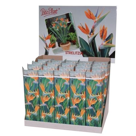 Strelitzia Reginae No Flower