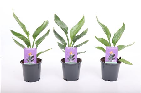 Strelitzia Reginae