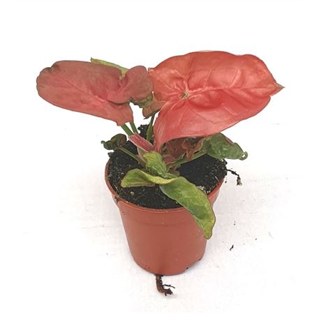 Syngonium Red Heart