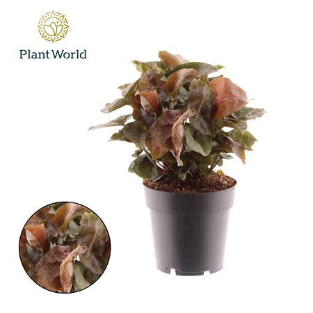 Syngonium Maria