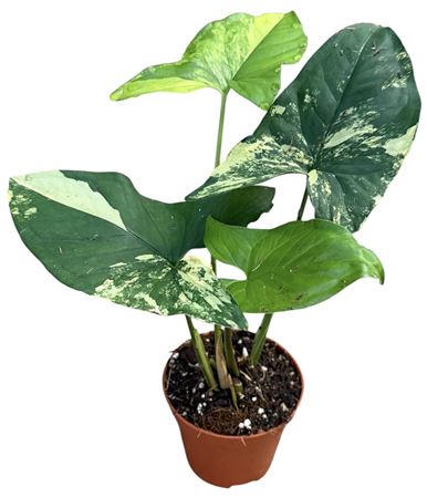 Syngonium Aurea