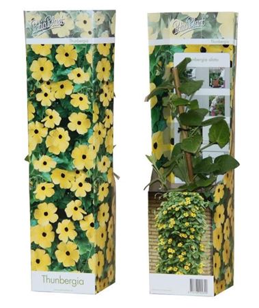 Thunbergia Alata Lemon Star