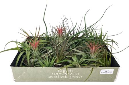 Tillandsia Mix X40