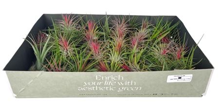 Tillandsia Mix X60