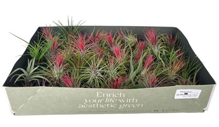 Tillandsia Mix X70
