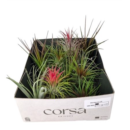 Tillandsia Mix X20