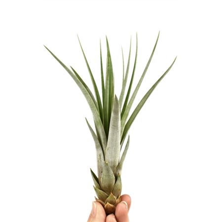 Tillandsia Faciculata