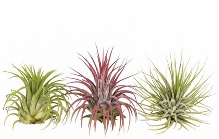 Tillandsia Ionantha Mix. (ionantha Groen/ionantha