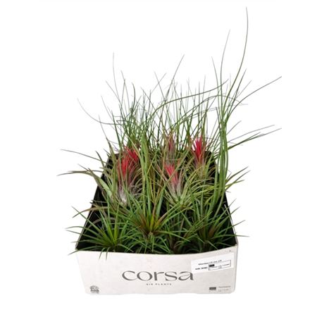 Tillandsia Cs Mix X25