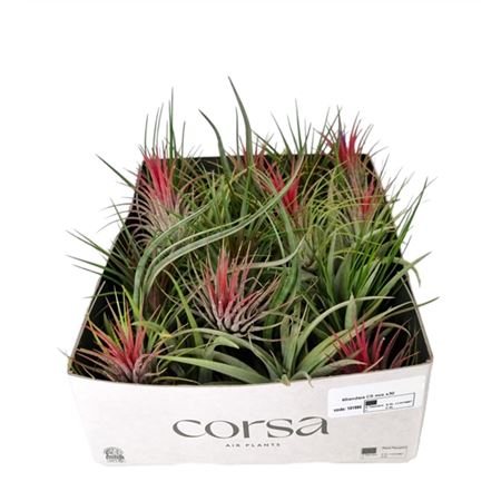 Tillandsia Cs Mix X30