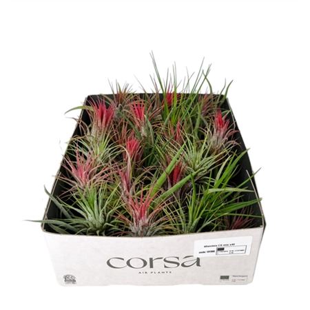 Tillandsia Cs Mix X40