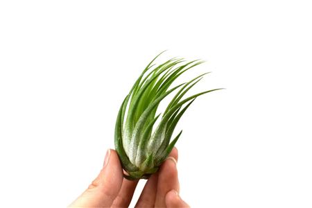 Tillandsia Ionantha Scaposa
