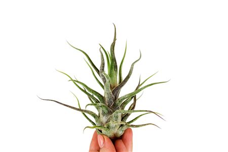 Tillandsia Pruinosa