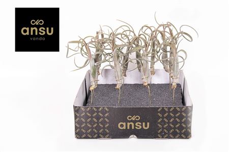 Tillandsia Intermedia