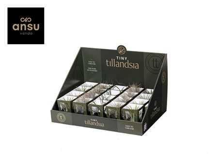Tillandsia Tiny Mix In Black Pot