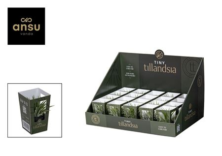 Tillandsia Tiny In Black Pot