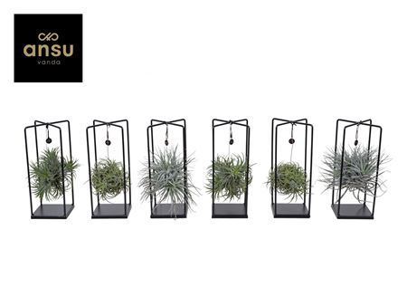 Tillandsia Cube Mix (medium)