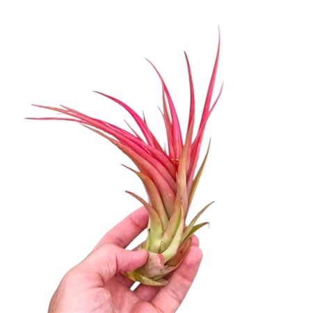 Tillandsia Multiflora Xl Red