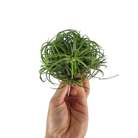 Tillandsia Ionantha Clumb Green Large