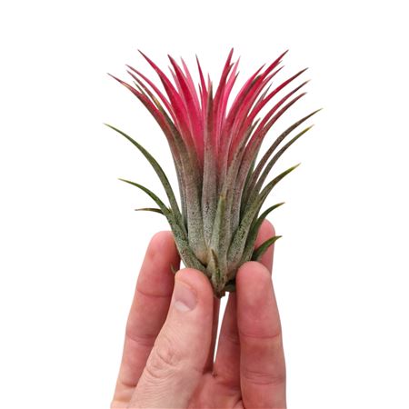Tillandsia Ionantha Rood Large