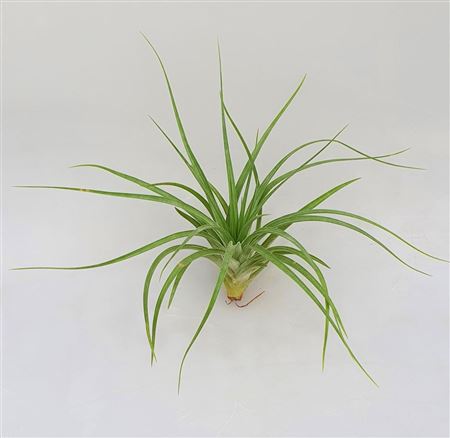 Tillandsia Stricta