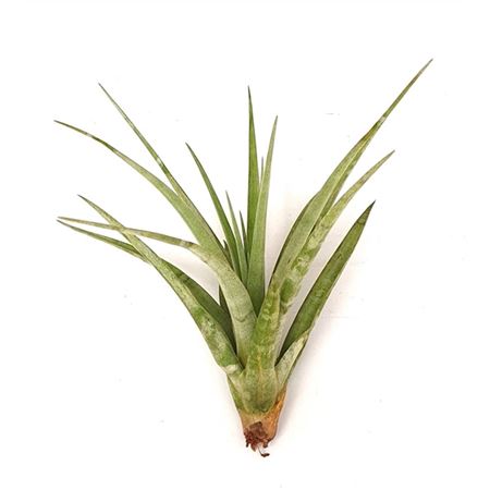 Tillandsia Maya Gold