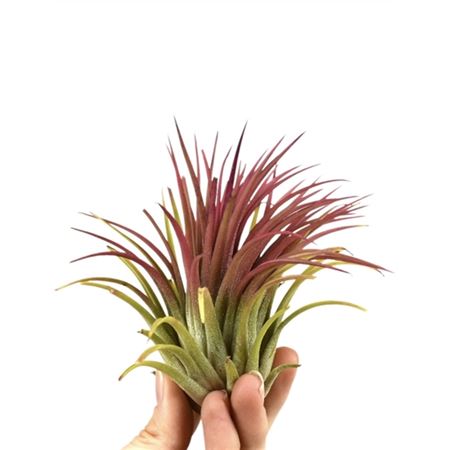 Tillandsia Ionantha Rood Xl