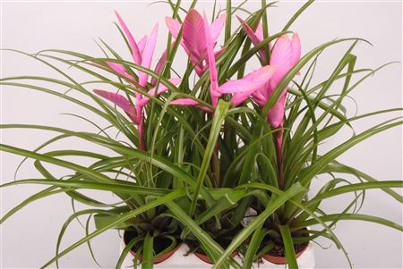 Tillandsia Alexander