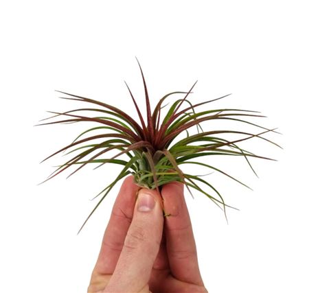 Tillandsia Rainforest Red Medium
