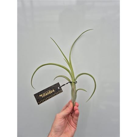 Tillandsia Intermedia L Met Label