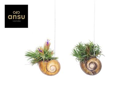 Tillandsia Shelly Hang (los)