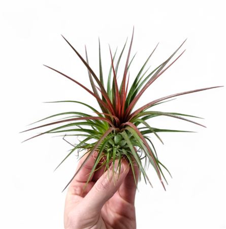 Tillandsia Rainforest Red Large