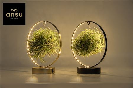 Tillandsia Led Edition