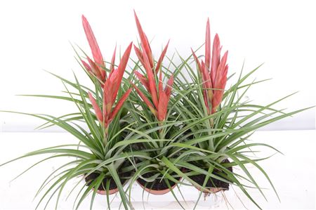 Tillandsia Mizuki