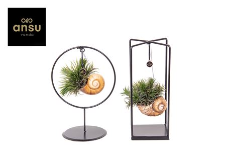 Tillandsia Shelly Cube/ring Mix (medium)