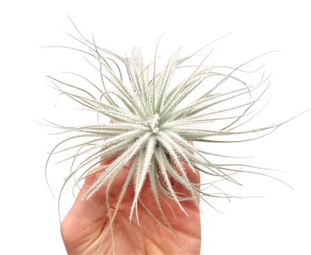 Tillandsia Tectorum White Large