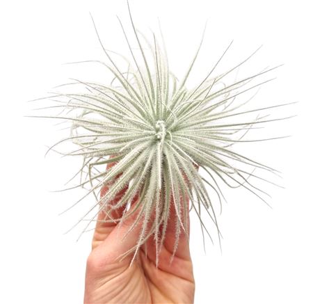 Tillandsia Tectorum White Xl