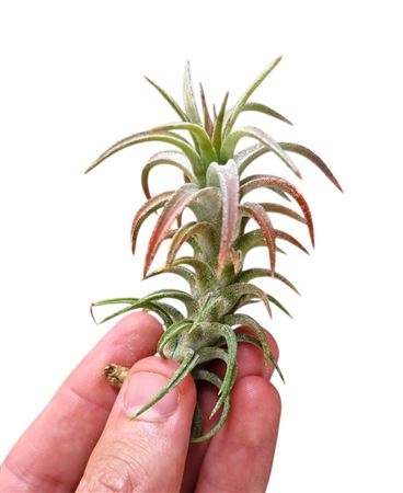 Tillandsia Vanhyningii