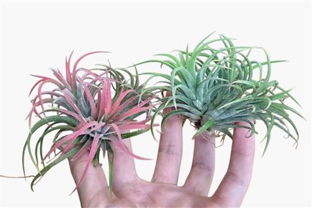 Tillandsia Ionantha Clumb Mix Small
