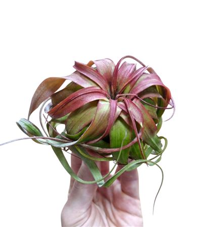 Tillandsia Eric Knobloch