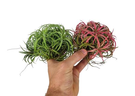 Tillandsia Ionantha Clumb Mix