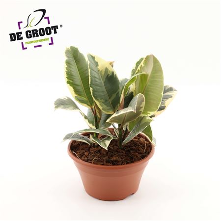 Ficus El Tineke 3pp