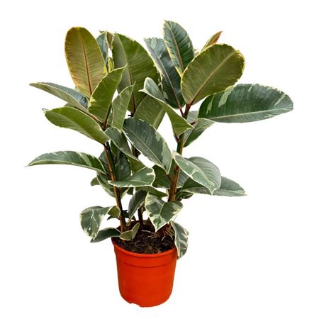 Ficus El Tineke 3pp
