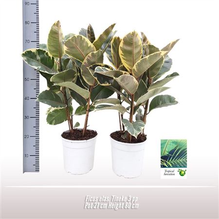 Ficus El Tineke 3pp