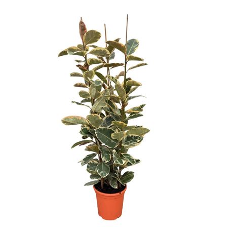 Ficus El Tineke 3pp
