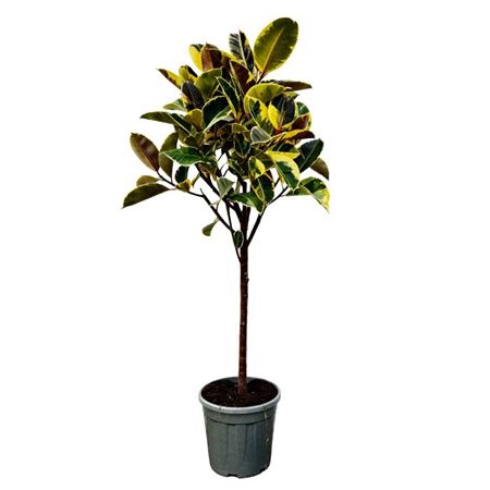 Ficus El Tineke On Stem
