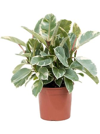 Ficus El Tineke 3pp