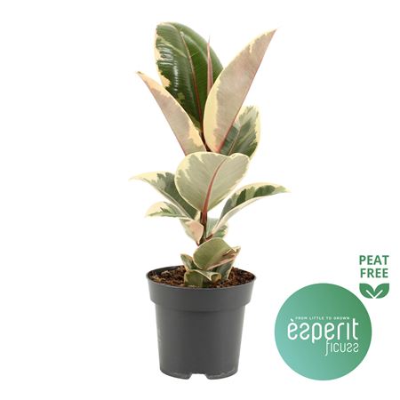 Ficus El Tineke